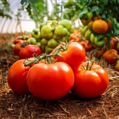 Dharma Naturals Premium Organic Tomatoes